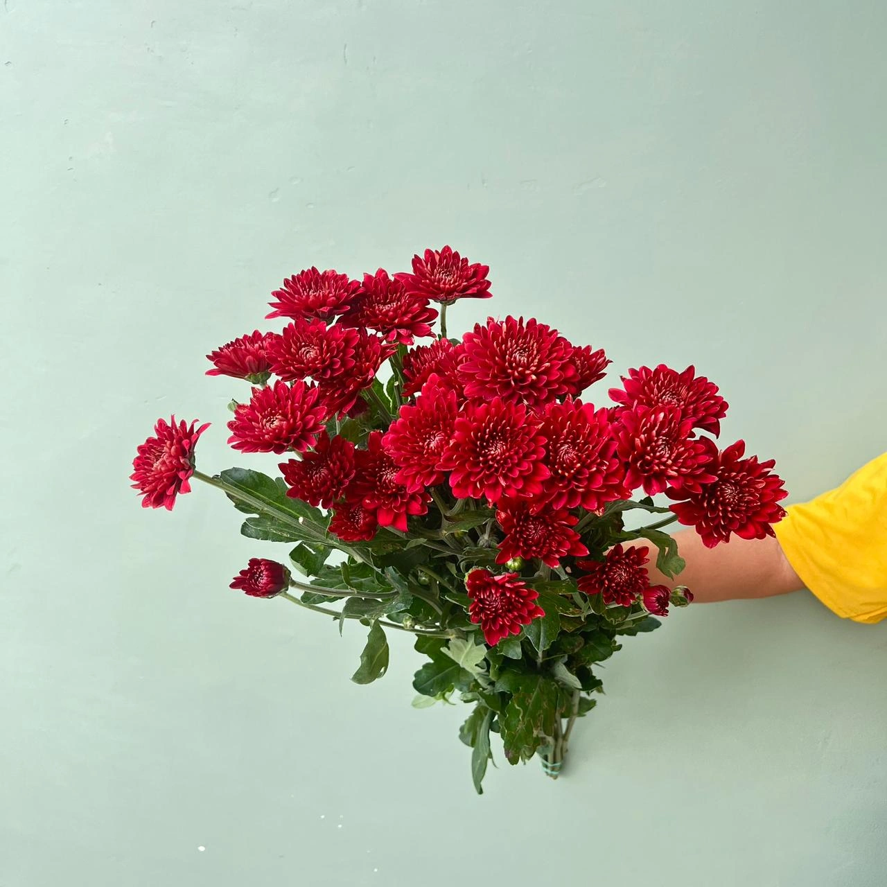 Aster Premium Jimlah - Merah