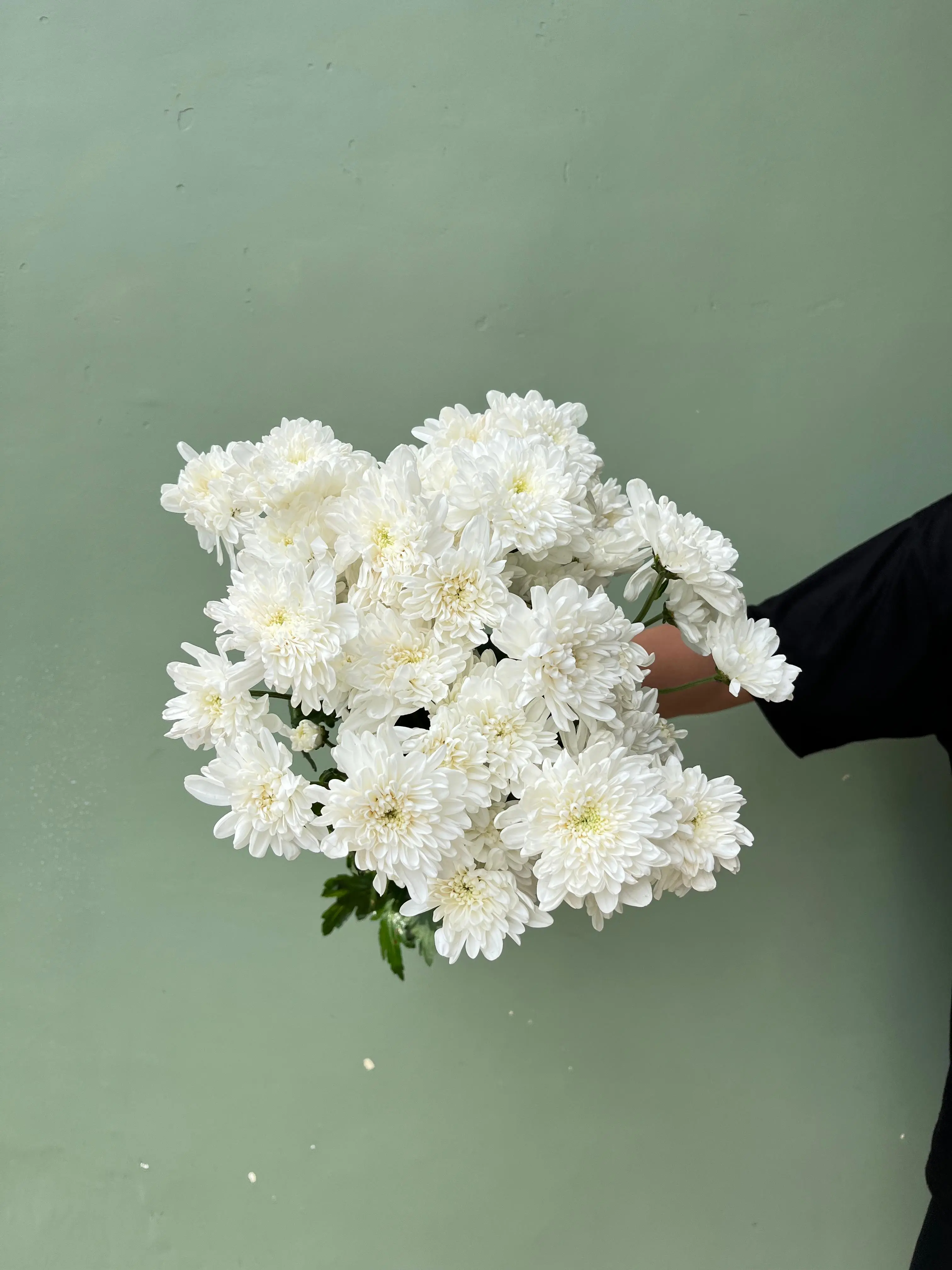 Aster Jimlah Putih (Lokal)