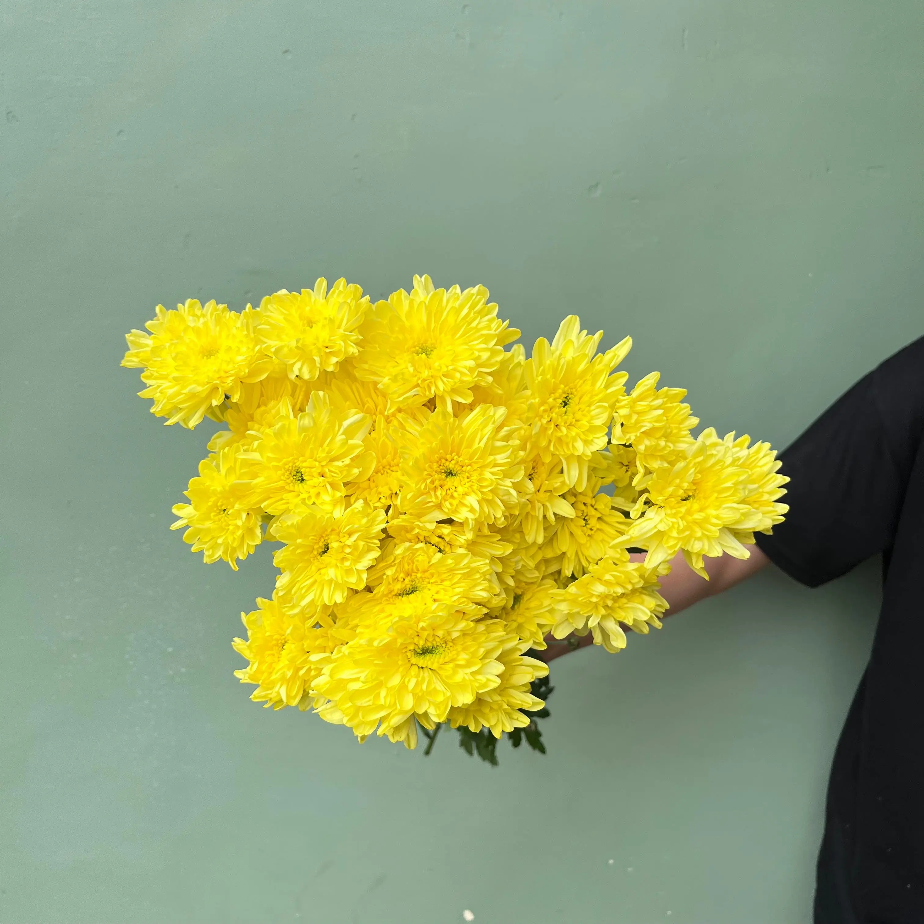 Aster Jimlah Kuning (Lokal)