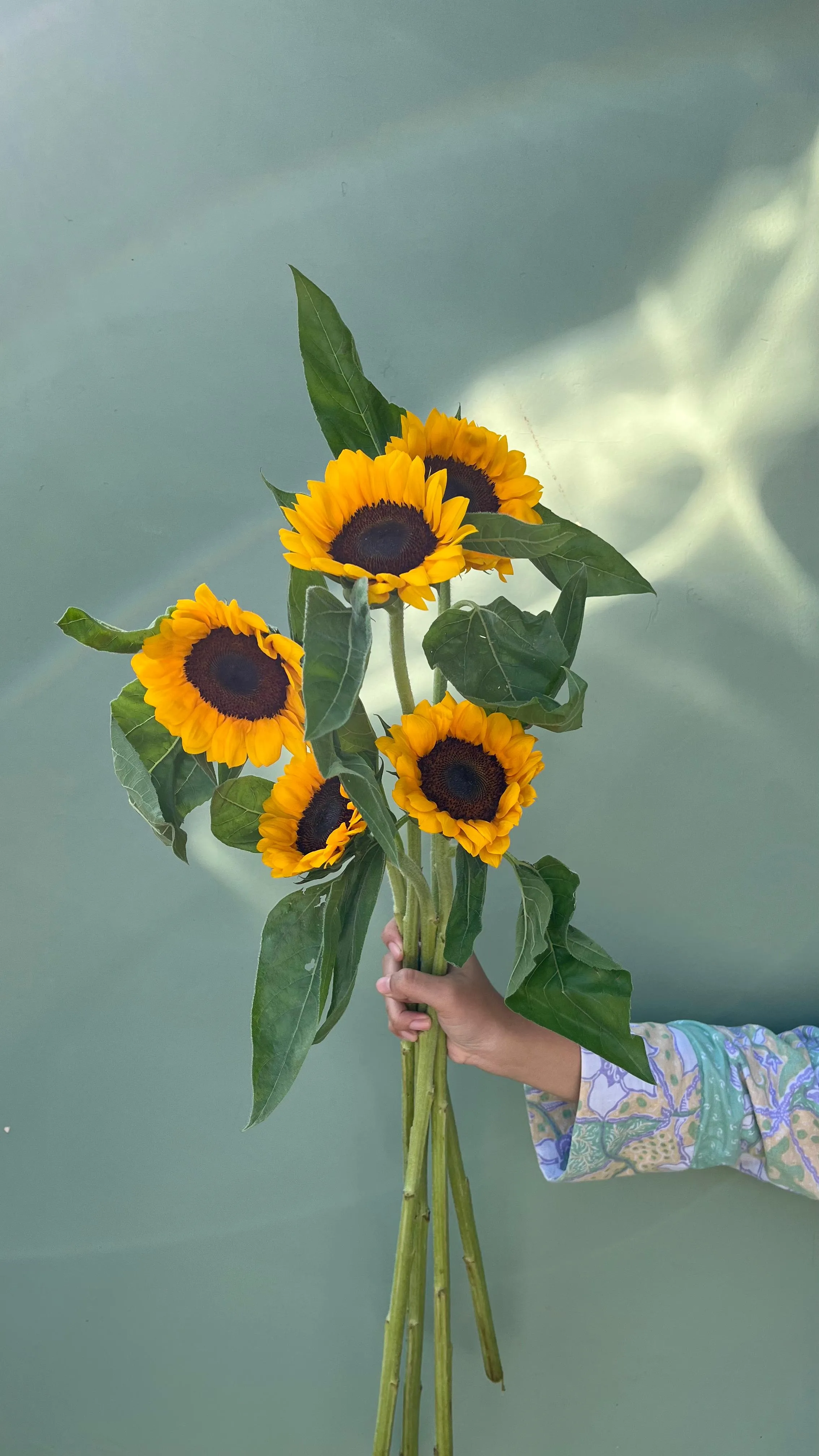 Matahari Semi Import