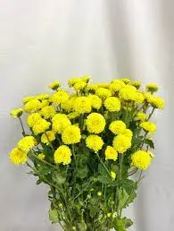 Calimero Petani - Kuning