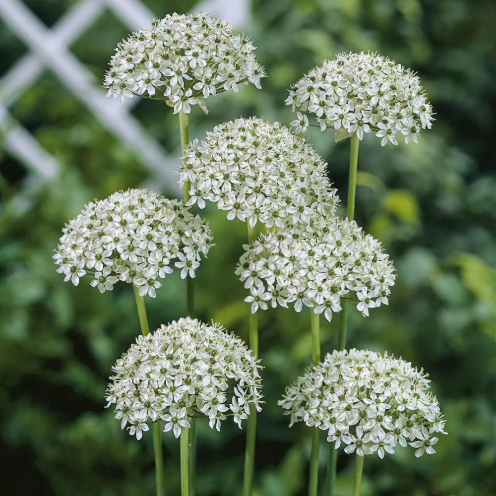 Allium Mini Nigrum
