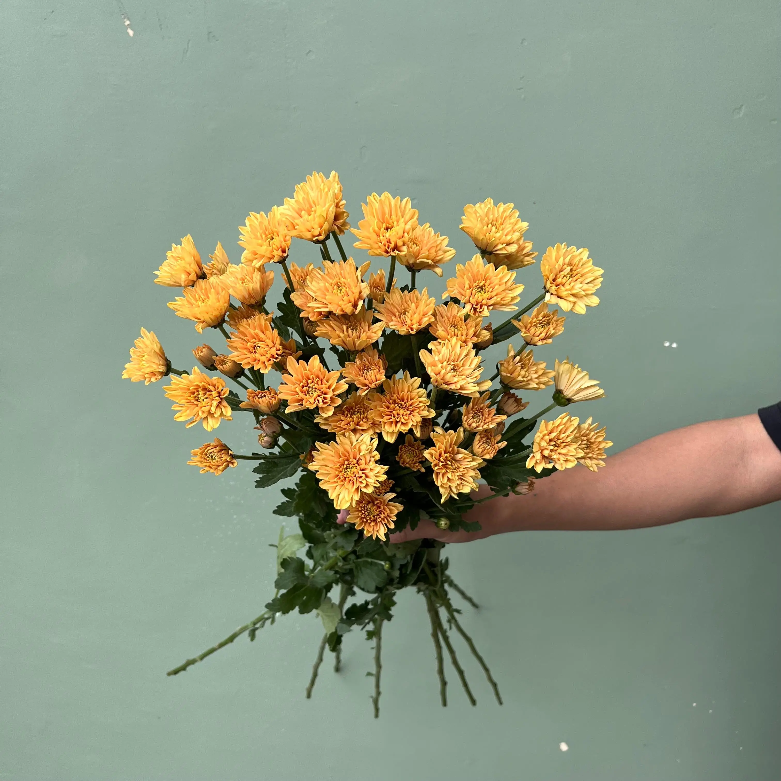 Aster Jimlah Orange (Premium)